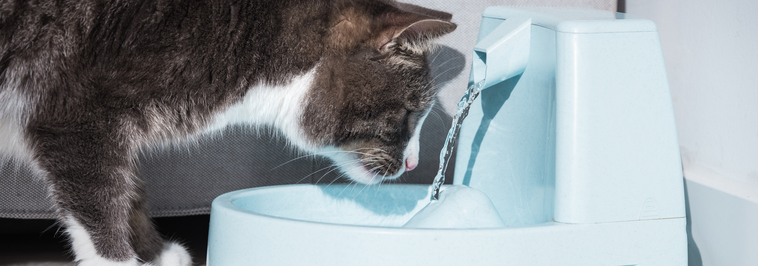 pet drinking dispensers, hydration, non spill options